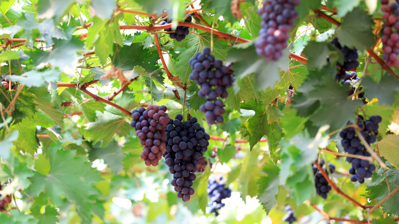 Cluster of grapes on vines