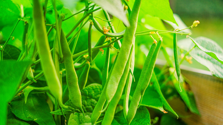 green beans on the vine