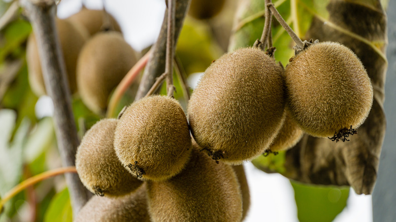 Kiwis growing on stems