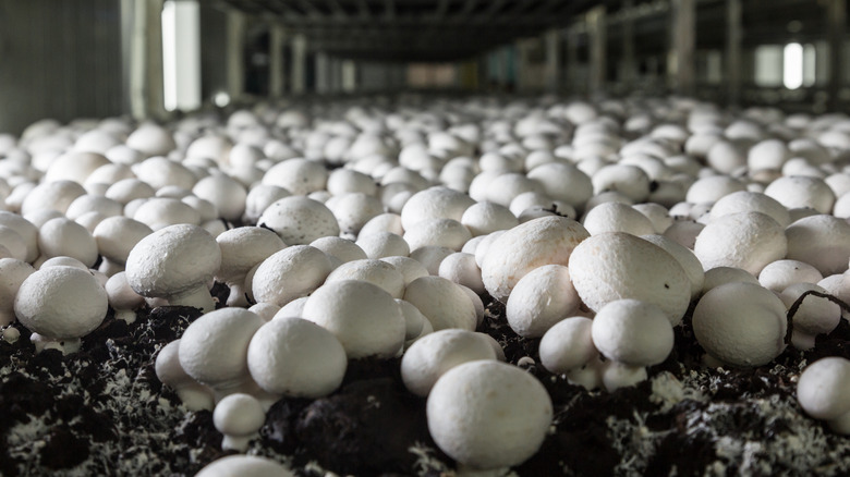 Mushroom farm