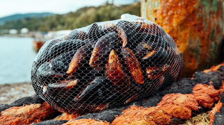 Mussels in a net