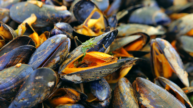 large pile of open mussels