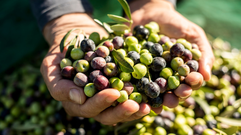 Harvested Spanish olives