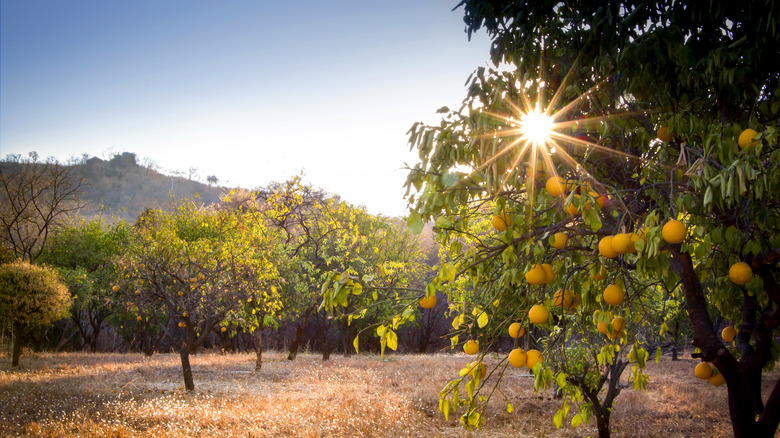 Orange grove