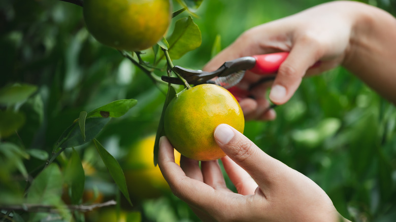 Hand picked orange