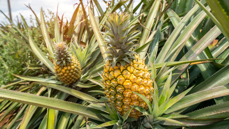 Pineapple growing