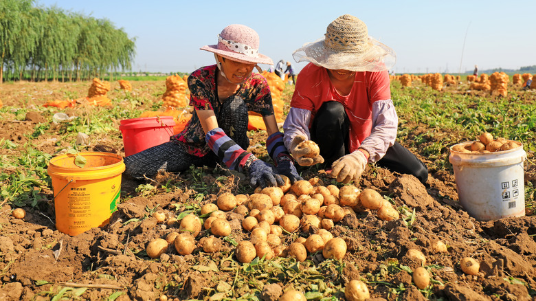 chinese potato farmers