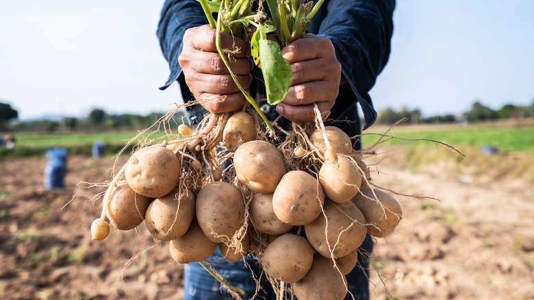 farmer holding potatoes