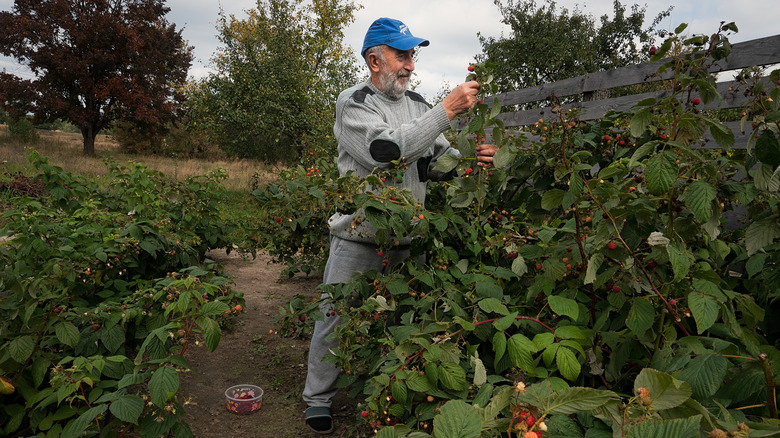 Farmer picking raspberries