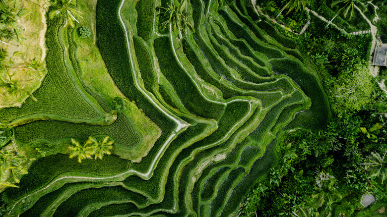 Aerial view of rice terraces