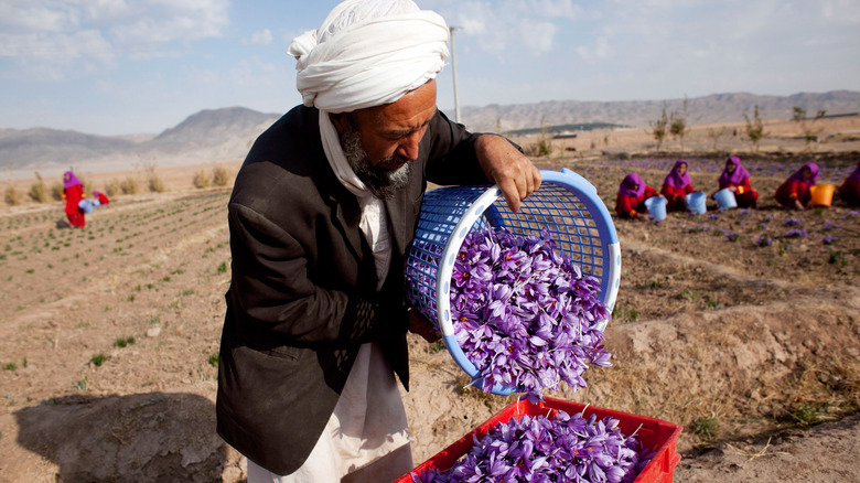 Man harvesting saffron flowers