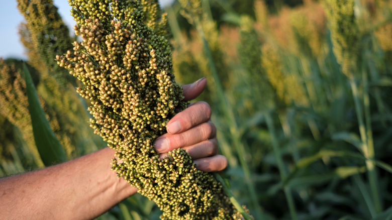 A farmer examines his sorghum crop prior to harvest