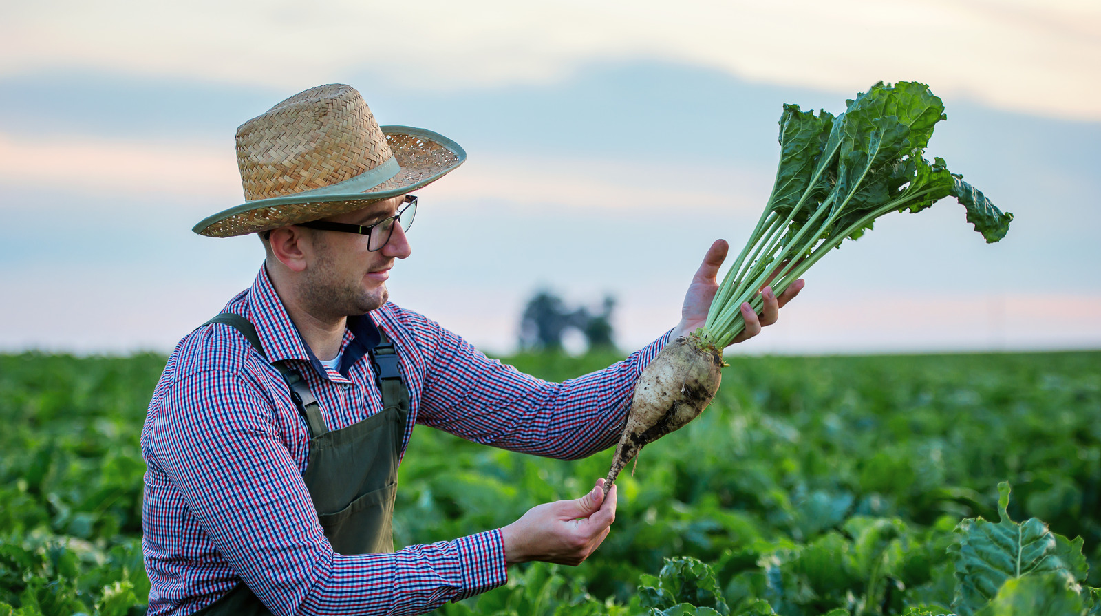 Most Of The World s Sugar Beets Come From This Country