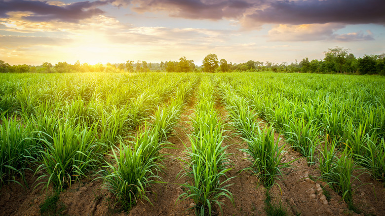 field of sugarcane