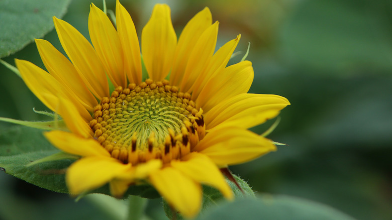 Sunflower native to the U.S.