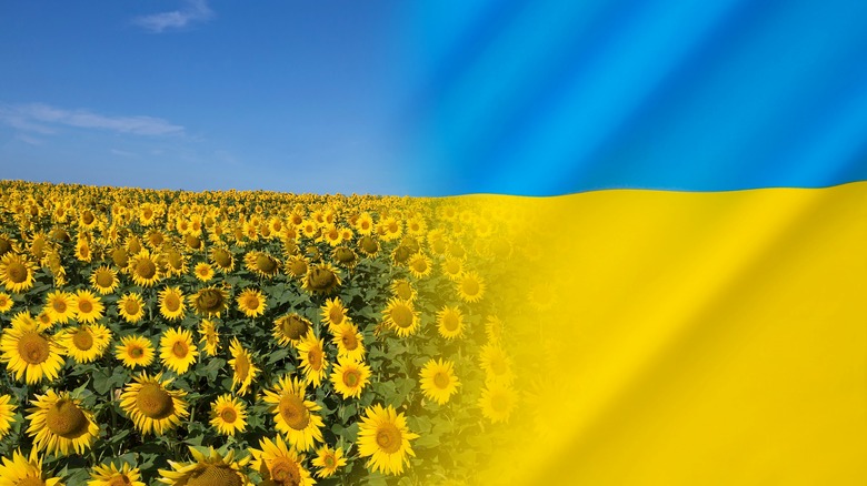 Sunflower field on Ukrainian flag