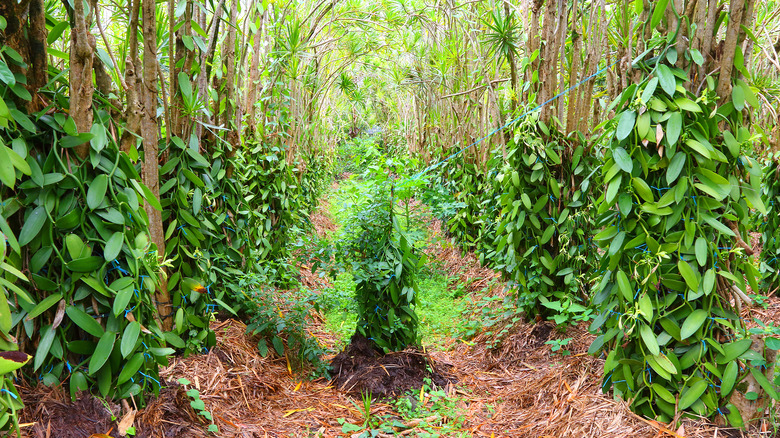 vanilla plantation