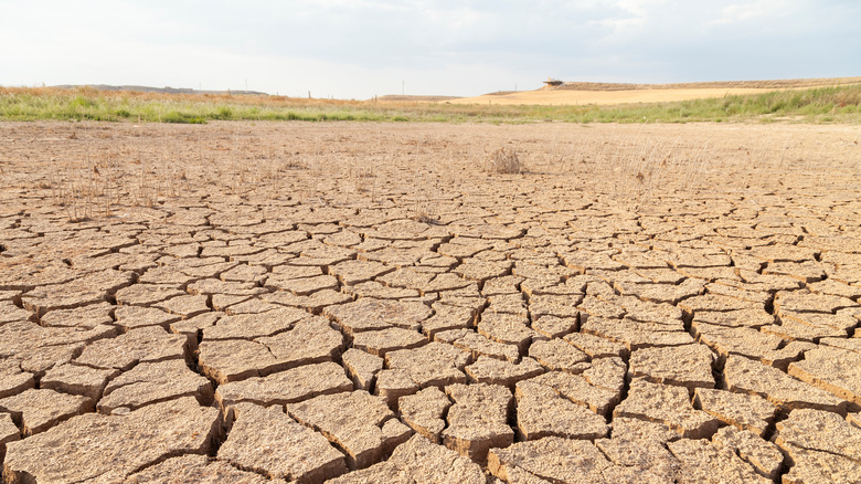 cracks in drought-affected soil