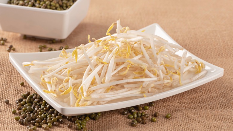 white bean sprouts on plate