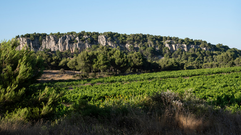 vineyard in Narbonne, France