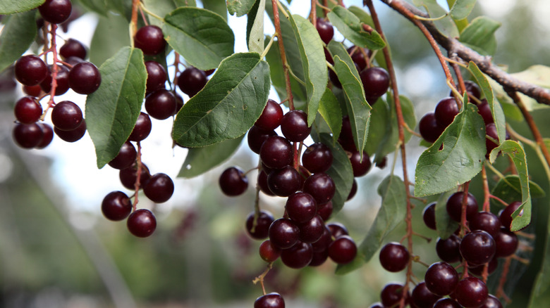 wild chokecherries on tree