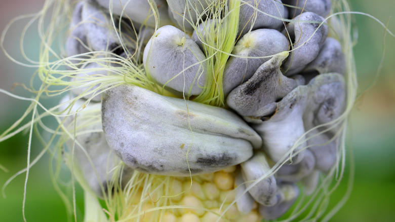 corn smut on an ear of corn