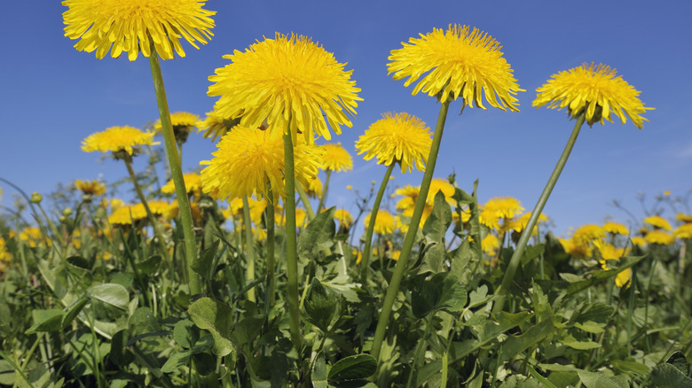 dandelion flowers and greens