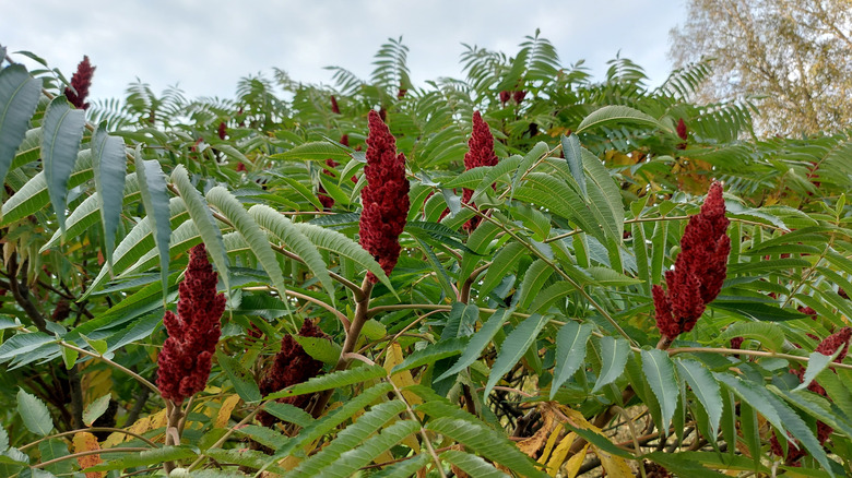 sumac plant with red flowers