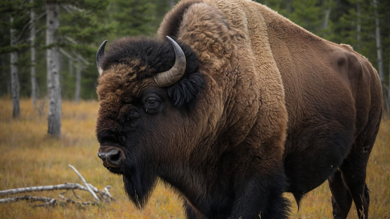 bison in a meadow near a forest