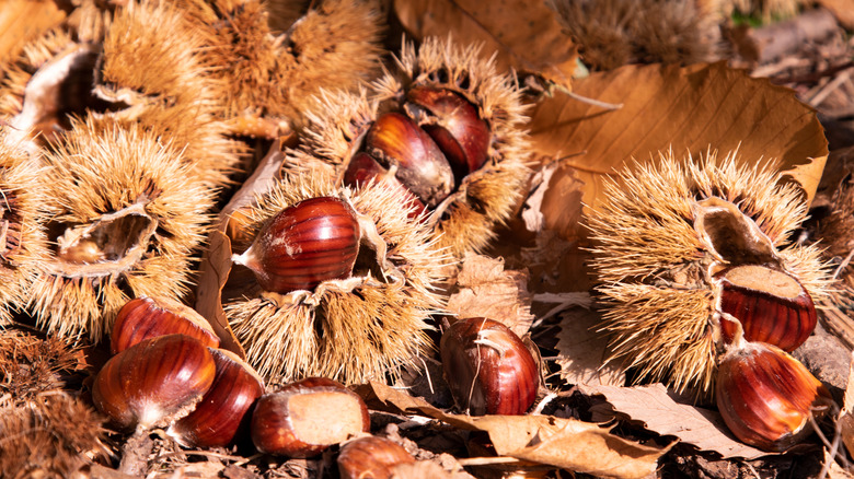 chestnuts on the ground with leaves