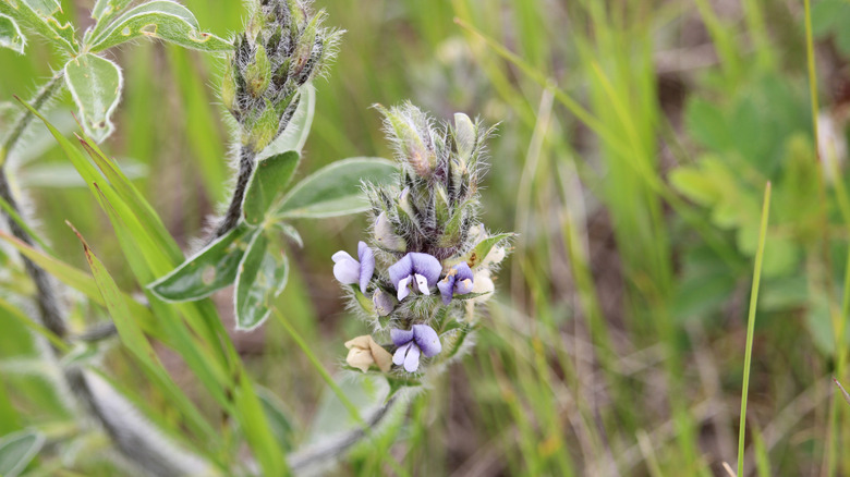 flowering prairie turnip plant