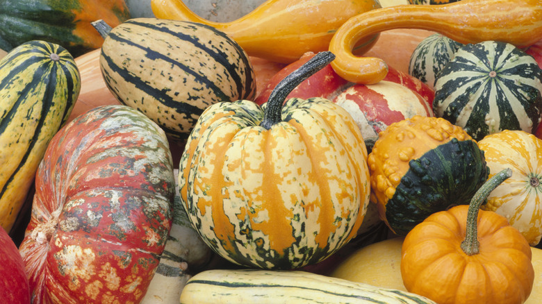 a variety of colorful squash