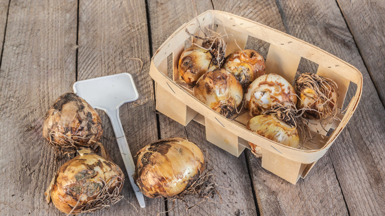 camas bulbs in a wooden basket