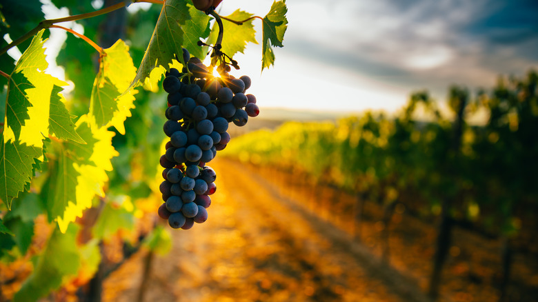 Grapes in a vineyard