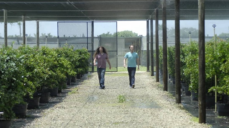 Walking through berry bushes