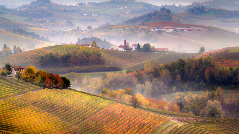 Foggy vineyard