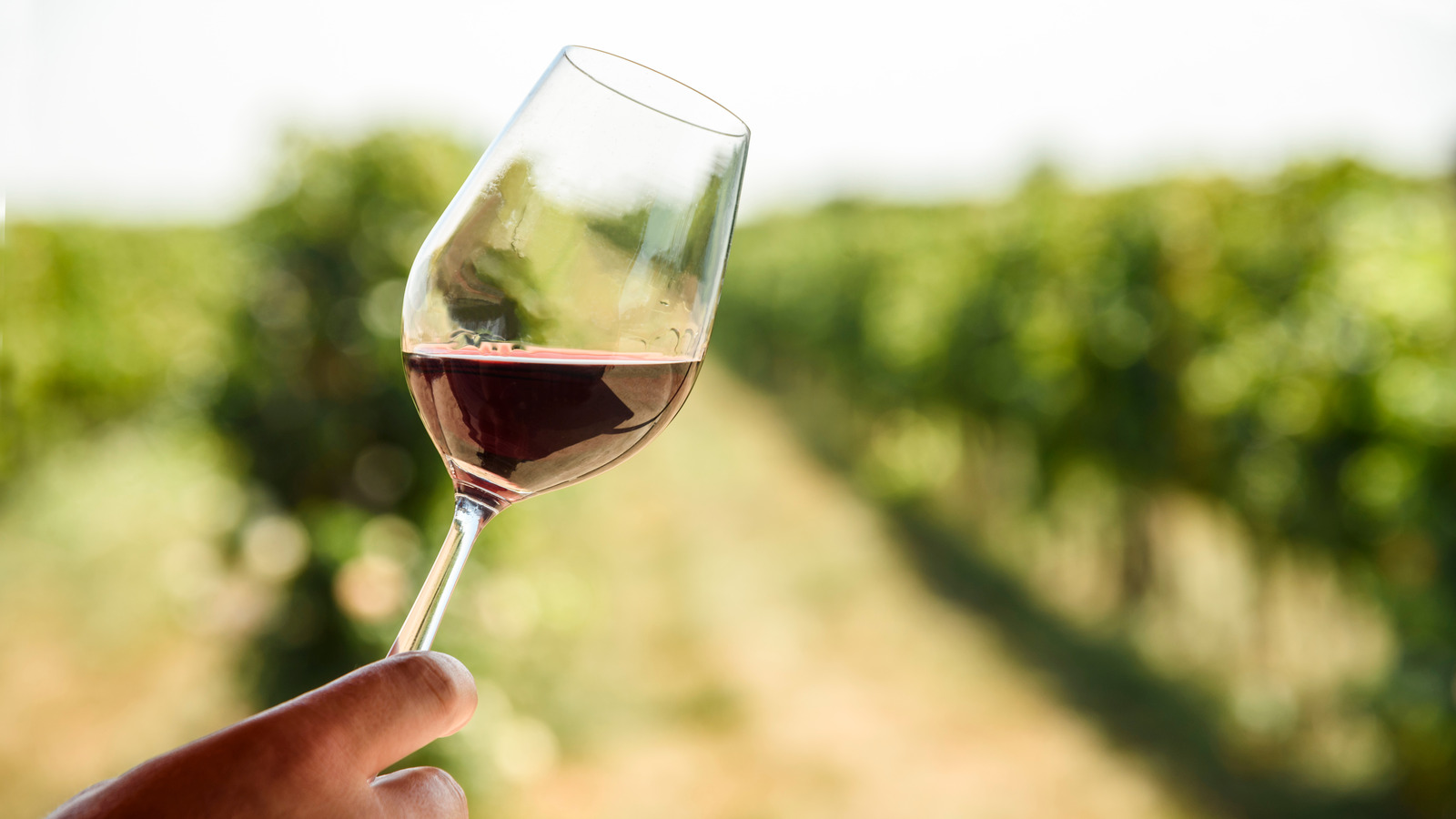 Nebbiolo: The Fragrant Italian Wine Aficionados Hold In High Regard