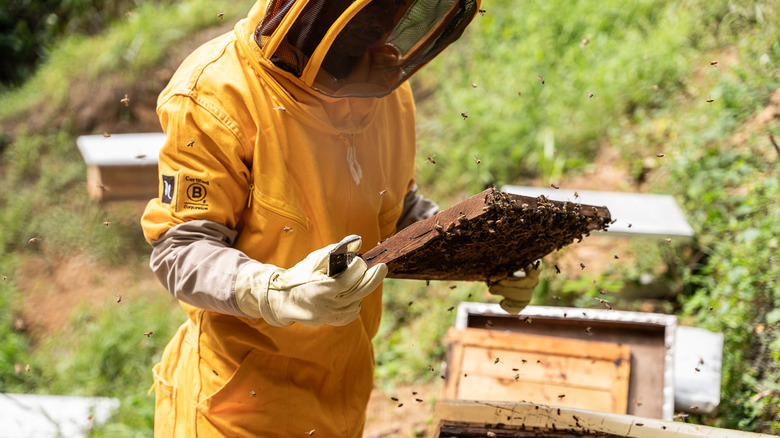 Beekeeper gathering honey