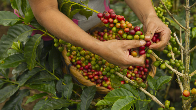 close up of woman picking coffee berries