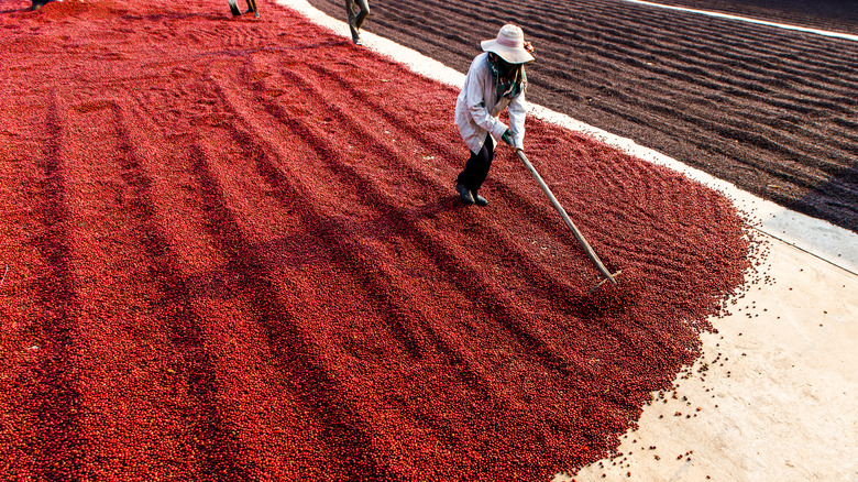 Coffee beans drying in sun