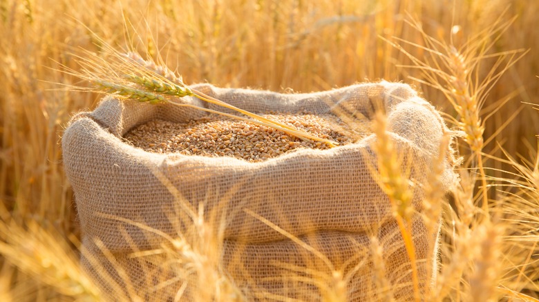 Bag with wheat grains and stalk
