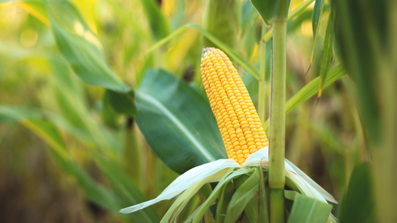 Close-up of organic corn