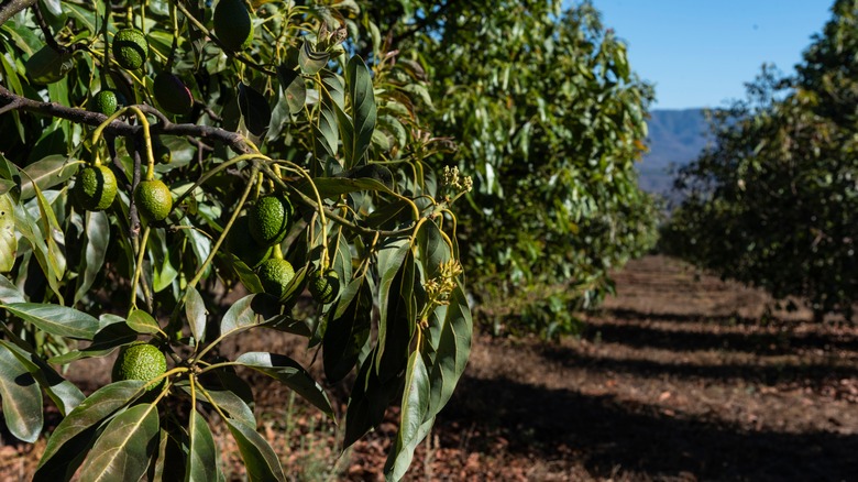 avocado trees in orchard