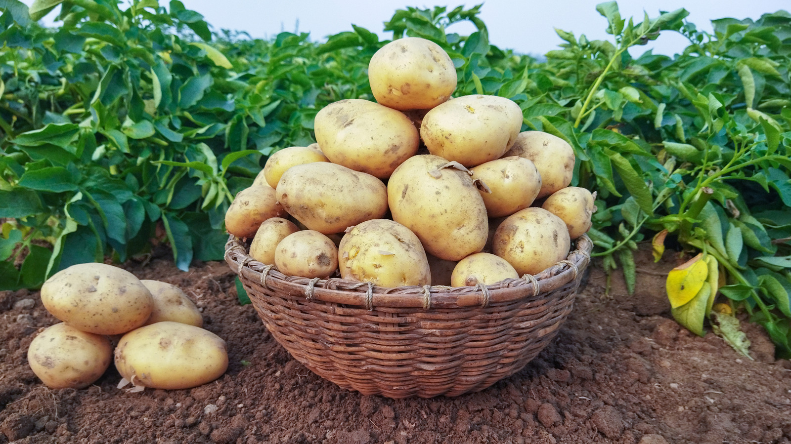 New Data Shows Why The Potato Industry Is Exploding Right Now   L Intro 1653477506 