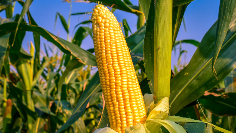 corn on the stalk in a field