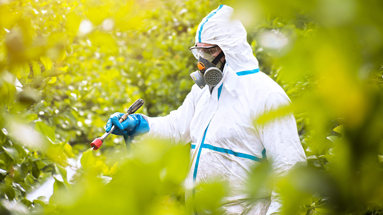 person applying pesticides 