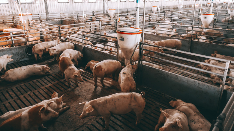 Pigs in animal shed 