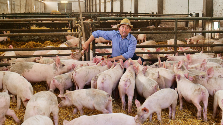 farmer sitting with pigs