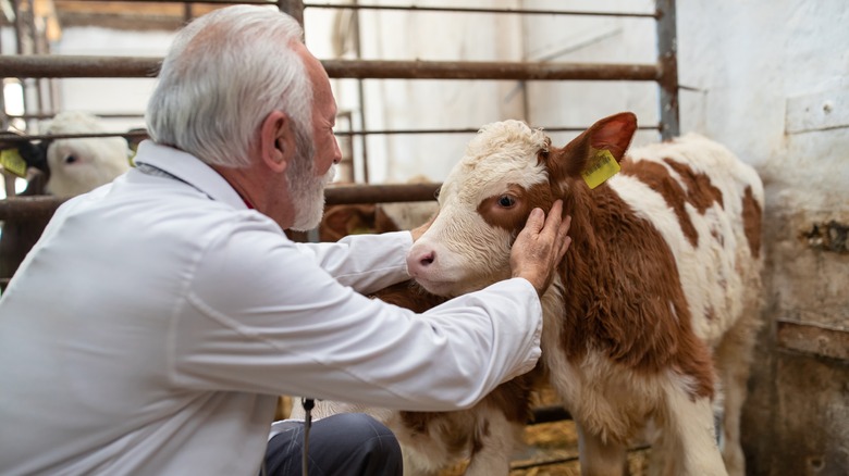 Senior veterinarian examines calf