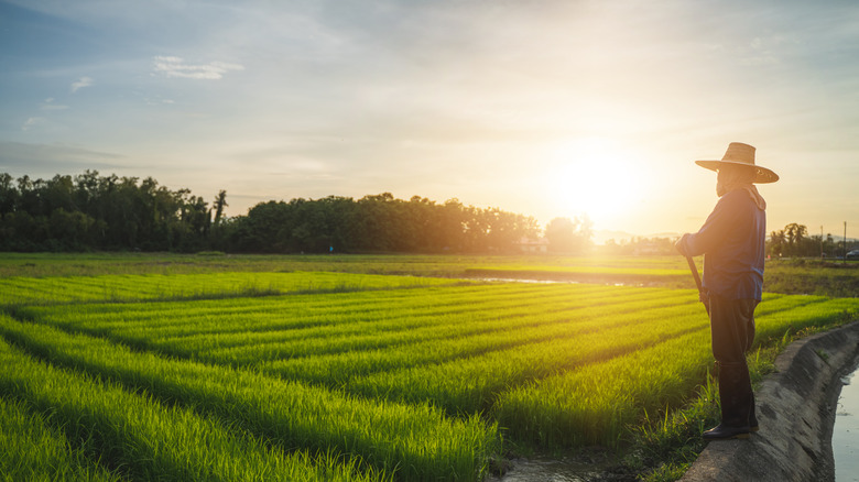 Person spraying water on a rice field